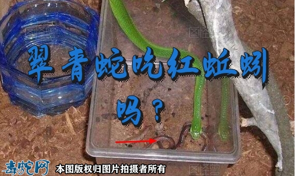 翠青蛇吃红蚯蚓、翠青蛇能吃红蚯蚓吗？