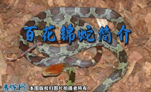 百花锦蛇简介售价