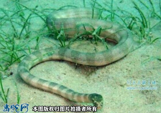 裂颏海蛇、裂颏海蛇毒性特征