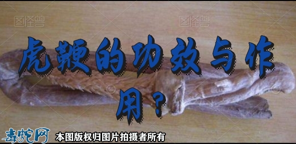 虎鞭的功效与作用？