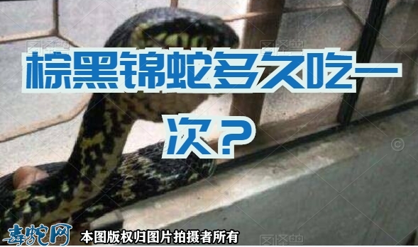 棕黑锦蛇多久吃一次？