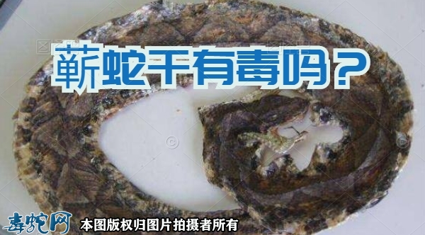 蕲蛇干有毒吗？五步蛇干到底有没有毒？