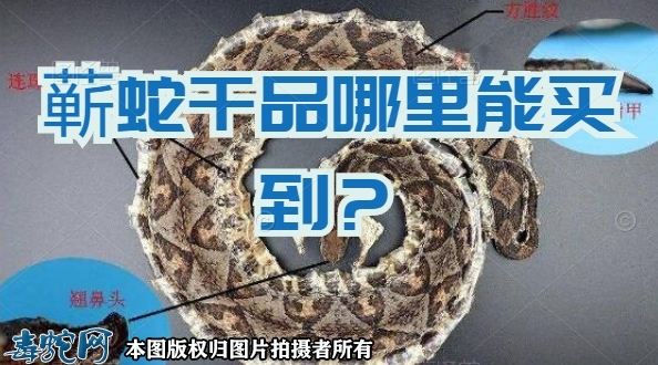 五步蛇干哪里买？蕲蛇干品哪里能买到？