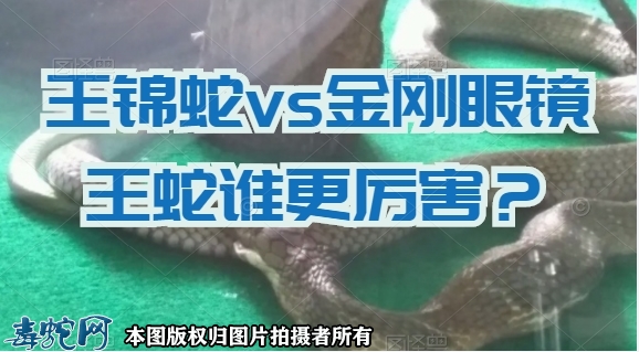 王锦蛇vs金刚眼镜王蛇谁更厉害？