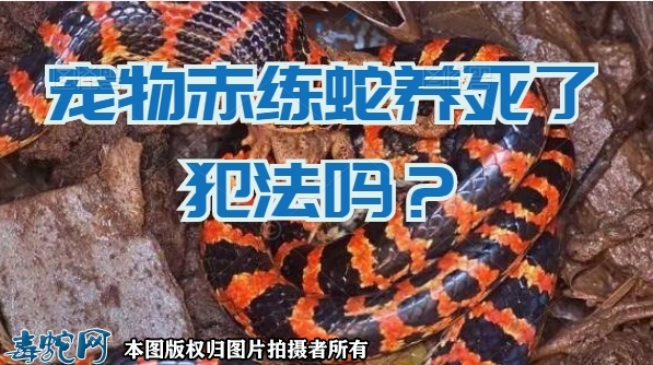 宠物赤练蛇、宠物赤练蛇养死了犯法吗？