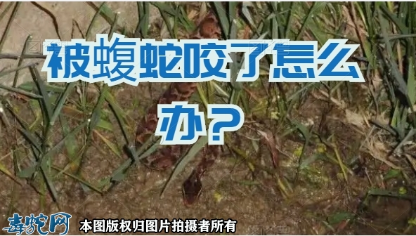 被蝮蛇咬了怎么办？