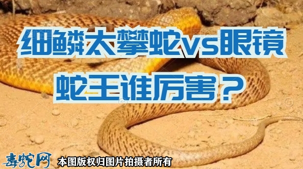 眼镜王蛇vs太攀蛇图片