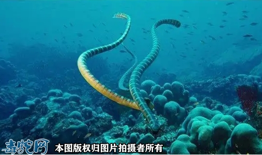 无毒海蛇、海蛇有无毒的吗？