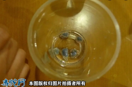 蛇胆泡酒有什么功效？蛇胆泡酒能喝吗？