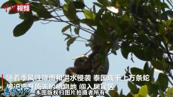 感受到季风强大、泰国成千上万条蛇闯入...