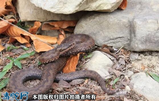 立秋后蛇的活动规律有哪些？