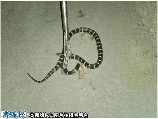 福建泉州一居民家中夜闯银环蛇！发挥蛇...