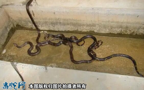 养蛇犯法吗？