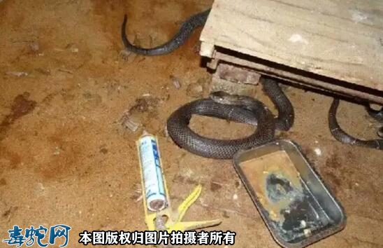 北方如何养蛇？北方养蛇需要什么条件？