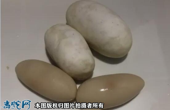 蛇蛋煮熟的样子？