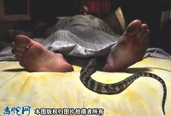 蛇为什么会爬到床上？