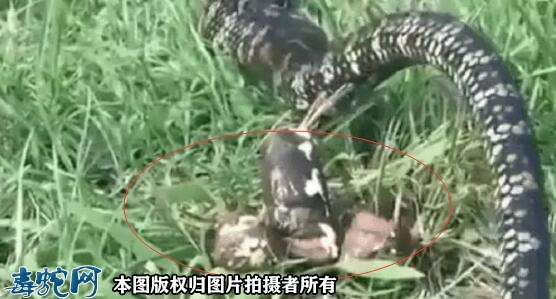 蛇拉的屎是什么样子的？