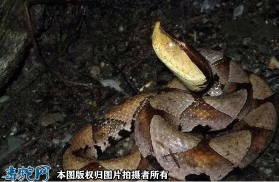 五步蛇的详细资料和生活习性？