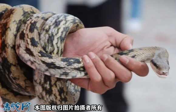蛇摸起来是软的吗？