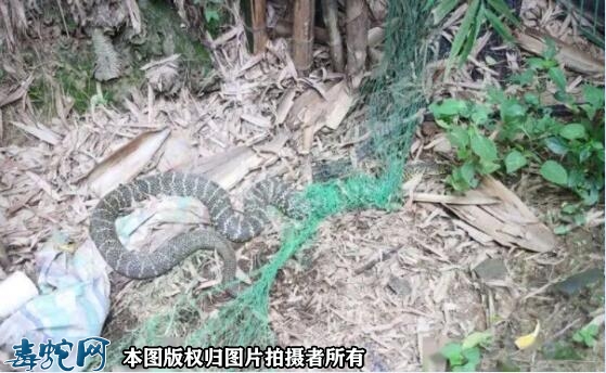 蛇很臭是怎么回事？