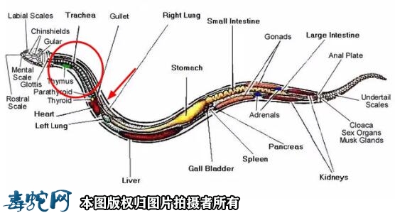 蛇打七寸的七寸是指蛇的什么部位？