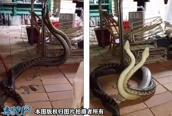 蟒蛇打架？其实是你不了解它们的习性！