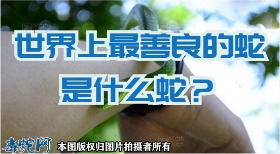 世界上最善良的蛇是什么蛇？