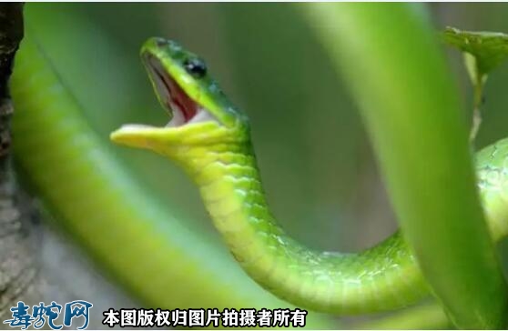 颜值最高的蛇是什么蛇？10大颜值高的...