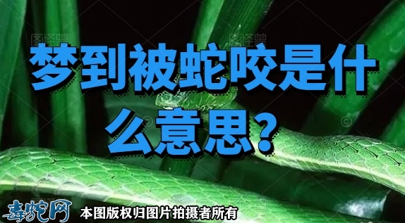 梦到被蛇咬是什么意思？预示着什么？