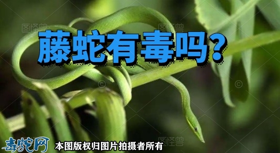 藤蛇有毒吗？