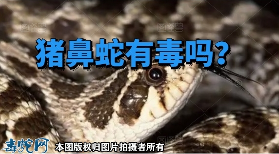 猪鼻蛇有毒吗？