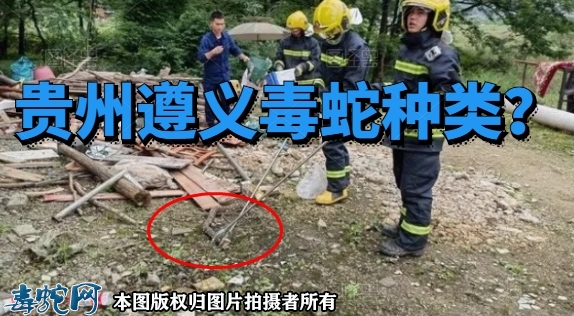 贵州遵义毒蛇种类？
