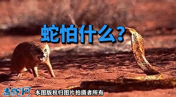 蛇怕什么？