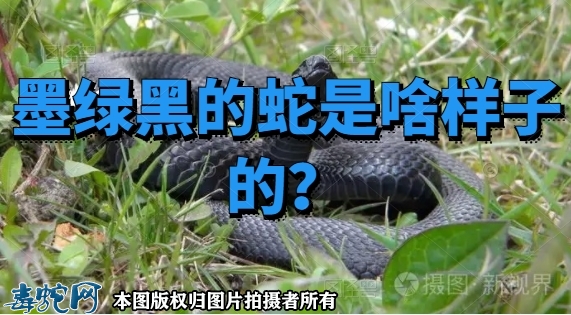 墨绿黑的蛇是啥样子的？
