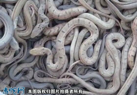 养蛇到哪里有蛇苗？引进蛇苗质量关于你...