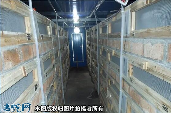 用什么箱子养蛇比较好？箱式养蛇的优点...
