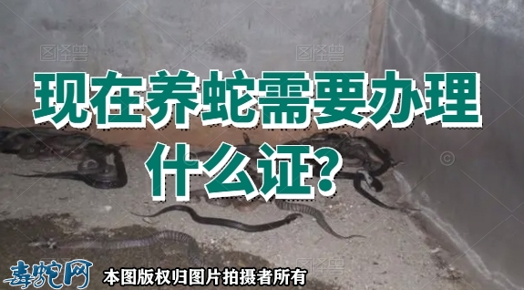 现在养蛇需要办理什么证？