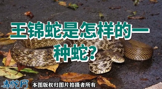 王锦蛇是怎样的一种蛇？
