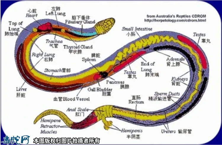 蛇的器官是什么样子的？