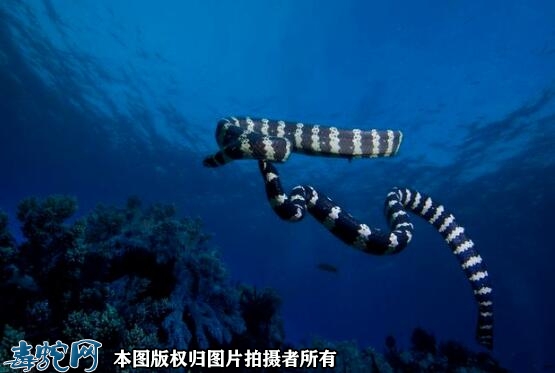 十大海蛇、世界上十大海蛇毒性排名？