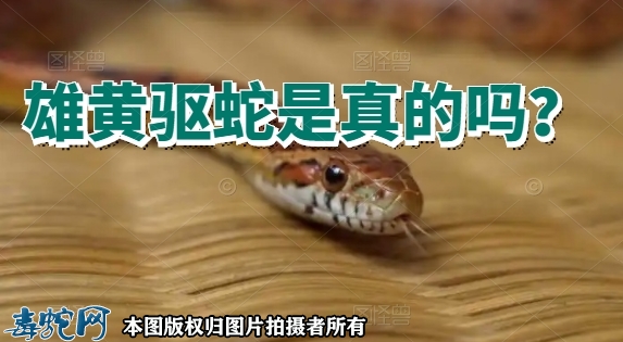 雄黄驱蛇是真的吗？