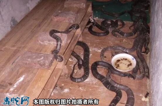 蛇粪便的处理法？
