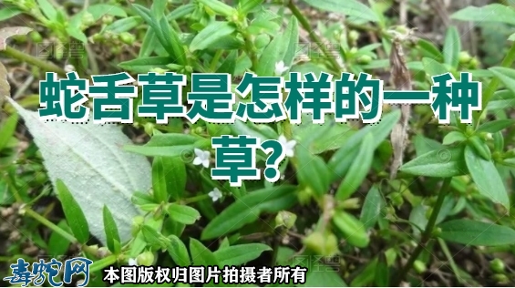 蛇舌草是怎样的一种草？