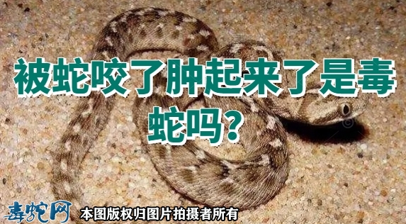 被蛇咬了肿起来了是毒蛇吗？