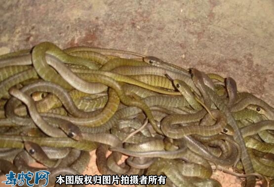 小水律蛇的饲养方法？