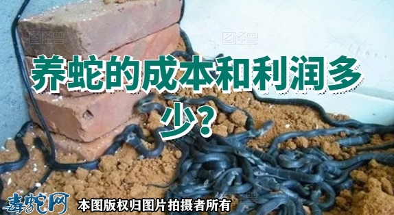 养蛇的成本和利润多少？