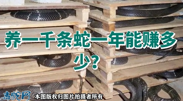 养一千条蛇一年能赚多少？