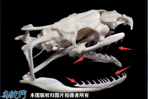 无毒蛇牙齿什么样子？