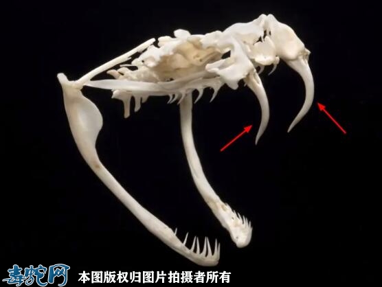 毒蛇的牙齿是什么样子的？