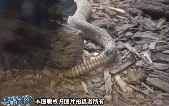 响尾蛇的发音器官？响尾蛇是从何处发声...